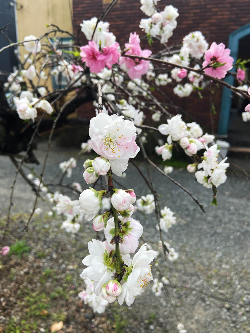 綺麗に咲く桜